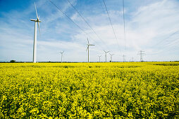 Renewable energies, windfarm in a rape field, Schleswig Holstein, Germany, Europe