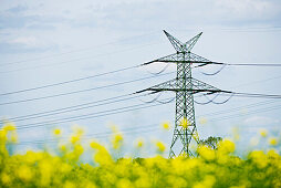 Erneuerbare Energie, Strommast im Rapsfeld, Schleswig Holstein, Deutschland, Europa