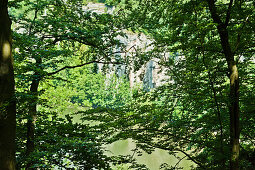 Beech trees on the banks of Danube river, Weltenburg, Bavaria, Germany, Europe