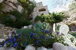 Old stone house, cacti in foreground, Labeaume, Ardeche, Rhone-Alpes, France