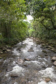 Fluss unter Bäumen, Costa Verde, Bundesstaat Rio de Janeiro, Brasilien, Südamerika, Amerika
