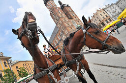Coachhorses at main market with cloth hall and Church of our Lady, Krakow, Poland, Europe