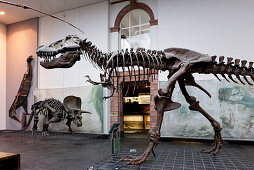 Senckenberg-Museum, Blick in den Sauriersaal (Erdgeschoss). Im Vordergrund der Tyrannosaurus rex, dahinter die Nachbildung eines 70 – 65 Mio. Jahre alten Triceratops elatus und ganz hinten an der Wand der ca. 220 Mio. Jahre alte Plateosaurus engelhardti, 