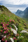 Flowered meadow at Rotsteinpass, Alpsteingebirge, Saentis, Appenzeller Land, Switzerland, Europe