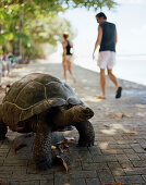 28 jährige Schildkröte auf der Promenade in Anse Banane, östliches La Digue, La Digue and Inner Islands, Republik Seychellen, Indischer Ozean
