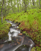 Bach fließt durch einen Birkenwald, Wald, Nordland, Norwegen