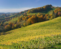Vineyards in the sunlight, South Styria wine route, Styria, Austria, Europe