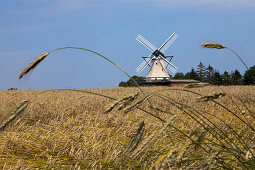 Windmühle Fortuna im Weizenfeld beim Museumsdorf Unewatt, Gemeinde Langballig im Kreis Schleswig-Flensburg, Ostsee, Schleswig-Holstein, Deutschland, Europa