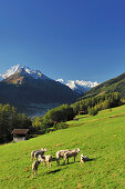 Sheep on Telfeser meadows with view towards Stubai mountain range, Stubai, Stubai Alps, Tyrol, Austria