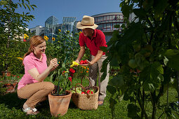 Couple, man and woman harvesting red peppers, Urban Gardening, Urban Farming, Stuttgart, Baden Wurttemberg, Germany