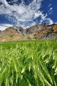 Dorf mit Getreidefeldern, Gongma, Großer Zanskar Trek, Zanskargebirge, Zanskar, Ladakh, Indien