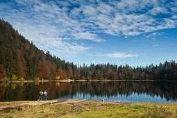 Reflection of trees in a lake, Feldsee, Feldberg, Black Forest, Baden-Wurttemberg, Germany