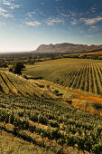 View onto the vineyards of the winery Klein Constantia, Constantia, Cape Town, Western Cape, South Africa, RSA, Africa