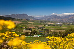 View onto the vineyards of Jordan Winery, Stellenbosch, Western Cape, South Africa