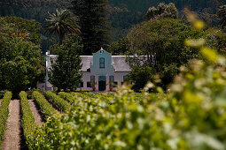 Blick über Weinberge auf das Herrenhaus des Weingutes Buitenverwachting, Constantia, Kapstadt, Westkap, Südafrika, RSA, Afrika