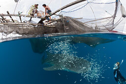 Walhai unter Fischer Plattform Bagan, Rhincodon typus, Cenderawasih Bucht, West Papua, Papua Neuguinea, Neuguinea, Ozeanien