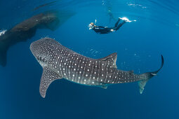 Whale Shark and Freediver, Rhincodon typus, Cenderawasih Bay, West Papua, Papua New Guinea, New Guinea, Oceania