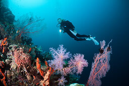 Scuba Diver over Coral Reef, Cenderawasih Bay, West Papua, Papua New Guinea, New Guinea, Oceania