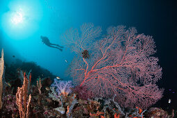 Scuba Diver and Seafan, Melithaea sp, Cenderawasih Bay, West Papua, Papua New Guinea, New Guinea, Oceania