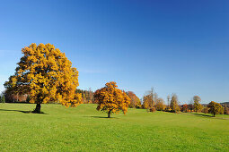 Herbstlich verfärbte Eichen, Tegernsee, Oberbayern, Bayern, Deutschland, Europa