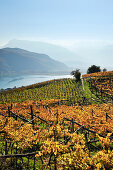 Vineyard in autumn colours above lake Kalterer See, lake Kalterer See, South Tyrol, Italy, Europe