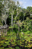 Victoria amazonica giant water lilies on Lago Vitoria Regia lake near side arm of Amazon river, near Manaus, Amazonas, Brazil, South America