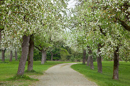 Apple tree alley in spring, Breitenbronn, Franconia, Bavaria, Germany, Europe