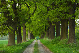 Oak alley in idyllic landscape, Hofgeismar, Hesse, Germany, Europe