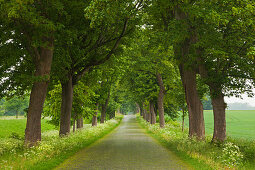 Idyllic lime tree alley, Greifswald, Mecklenburg-Western Pomerania, Germany, Europe