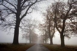 Autumnal oak alley in the fog, Hofgeismar, Hesse, Germany, Europe