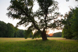 Oak tree at Ludwigslust palace garden at sunset, Mecklenburg-West Pomerania, Germany, Europe