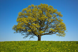 Oak tree in a flower meadow, Chiemgau, Bavaria, Germany, Europe