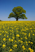 Old oak tree in a canola field, Habichtswald nature park, Hesse, Germany, Europe