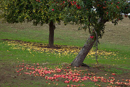 Apples under apple tree, near Welschbillig, Eifel, Rhineland-Palatinate, Germany, Europe