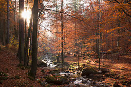 Herbstlicher Wald im Ilsetal, Heinrich-Heine-Wanderweg, bei Ilsenburg, Harz, Sachsen-Anhalt, Deutschland, Europa