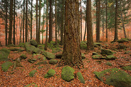 Steinerne Renne, boulders at Holtemme valley, Harz mountains, Saxony-Anhalt, Germany, Europe