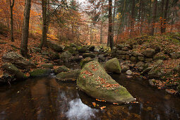 Steinerne Renne in autumn, creek at Holtemme valley, Harz mountains, Saxony-Anhalt, Germany, Europe