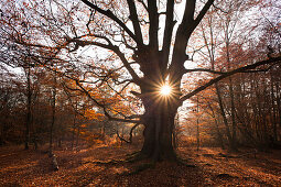 Herbstlicher Wald mit alter Buche im Naturschutzgebiet Urwald Sababurg, Reinhardswald, Hessen, Deutschland, Europa