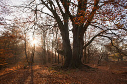 Autumnal forest with old beech tree at nature reserve Urwald Sababurg, Reinhardswald, Hesse, Germany, Europe