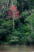 Red tree in the rainforest, Rio Napo, Amazone, Ecuador, South America