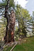 Old larch tree, Ulten valley, South Tyrol, Italy