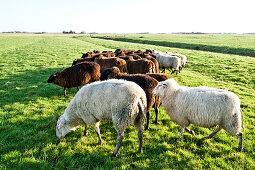 Dairy sheep on pastures near by St. Peter-Ording, Northfriesland, Germany