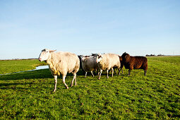 Dairy sheep on pastures near by St. Peter-Ording, Northfriesland, Germany