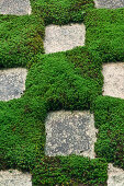 Moss and Stepping Stones, Kyoto, Japan