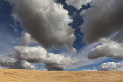 Golden Wheat Field Against Dramatic Clouds and Sky, Washington, USA