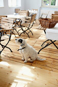 Dog in the breakfast room, Fincken, Mecklenburg-Western Pomerania, Germany