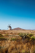 Windmill, Molino de Tefia, Tefia, Fuerteventura, Canary Islands, Spain