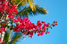 Bougainvillea mit Palme im Hinterdrgund, Gran Canaria, Kanarische Inseln, Spanien