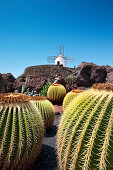 Windmill and cacti, botanical garden, Jardin de Cactus, architect Cesar Manrique, Guatiza, Lanzarote, Canary Islands, Spain, Europe