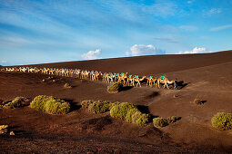 Camels in volcanic landscape, Timanfaya National Park, Lanzarote, Canary Islands, Spain, Europe
